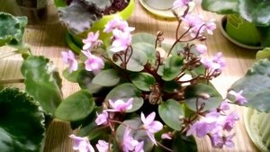 Мини, полумини фиалки. Сравниваем  со стандартными.