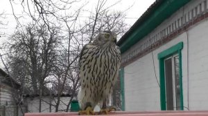 Голуби и ястреб тетеревятник