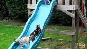 Весёлые и смешные котята катаются на горках. Сборник