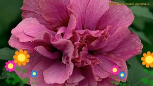 Гибискус сирийский Дюк де Брабант. Краткий обзор, описание hibiscus syriacus Duc de brabant