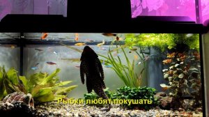 Аквариум 60л. История про сома.