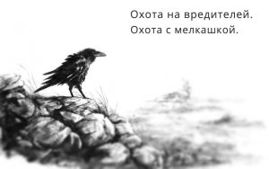 Охота на вредителей. Охота с мелкашкой.