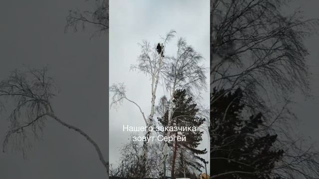 Верхнее Дуброво — пилим берёзу с двумя стволами