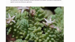 Очиток комнатный, посадка и уход