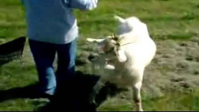 Popular Goat Breeds смотреть онлайн