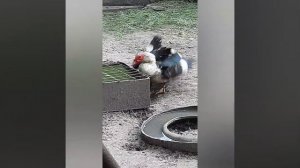 Кадры моей фермы! |Молодая Ферма