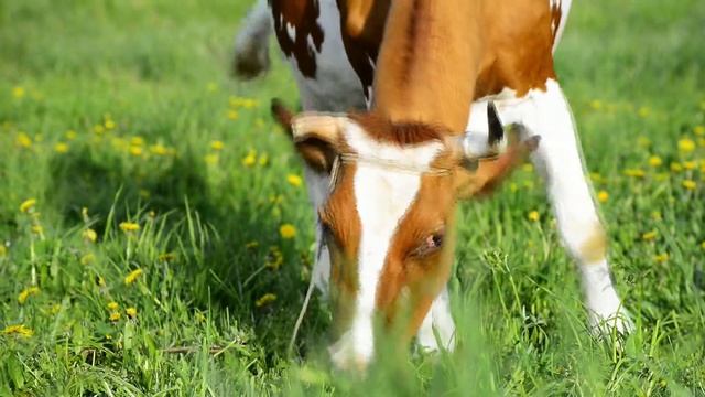 Корова ест траву смотреть онлайн