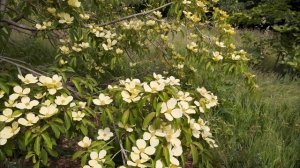 Cornus and Aesculus at Caerhays