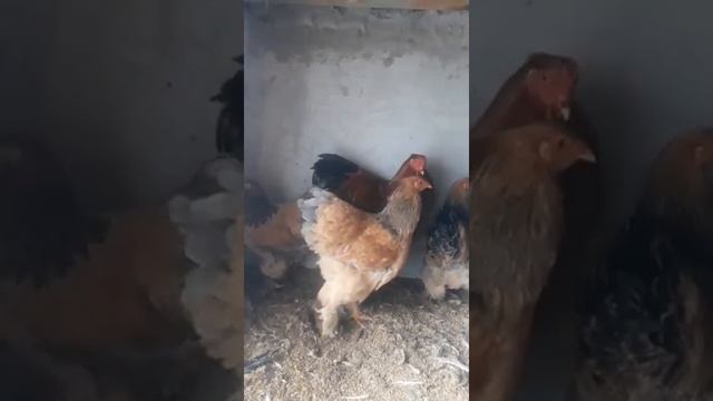 Brama Isabella 1+3 Брама паливый #chicken #tovuqlar #куры #товук #brama #brahma