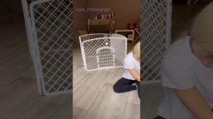 Почему щенки скулят в вольере ?