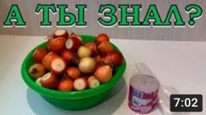 Зеленый лук в ПАКЕТЕ и ОПИЛКАХ!???