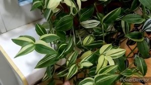 Традесканции Зебрина, Жёлтый холм, Альбовита