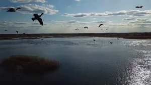 Гуси с квадрокоптера.