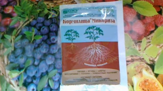 Кормилица Микориза. Гриб- помощник для лучшего питания растений.