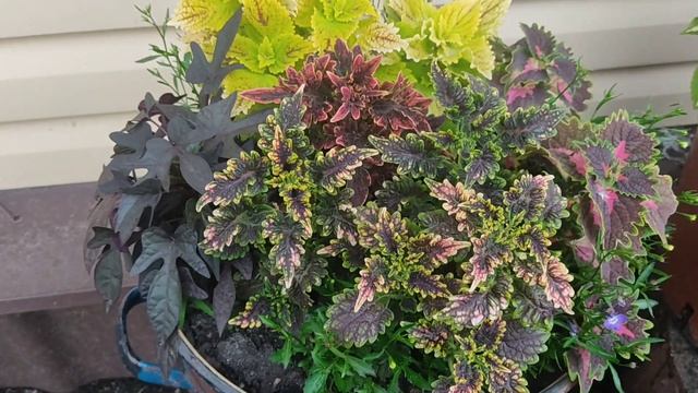 Цветочные миксы. Мой первый опыт!!! смотреть онлайн