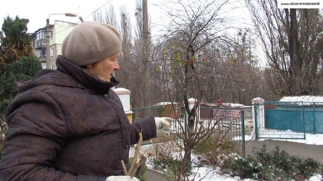 Как  УКРЫТЬ  на зиму  ШТАМБОВЫЕ  РОЗЫ.