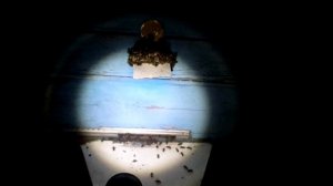 Что делают пчёлы ночью!!! 12 июля 2017г.