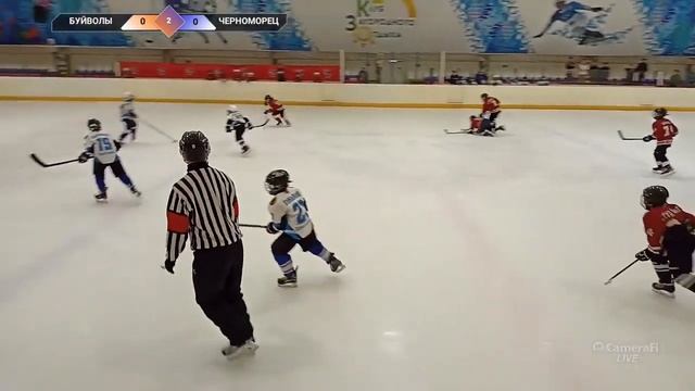 БУЙВОЛЫ- ЧЕРНОМОРЕЦ