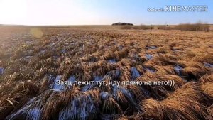 Охота на зайца осень 2019, заяц подпустил близко!)