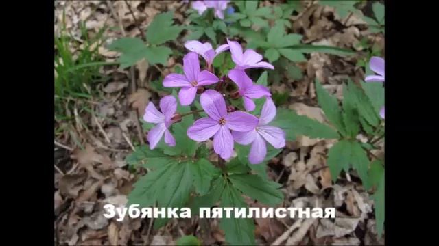 Видео-экскурсия в дубово-грабовый лес в окрестностях г.Майкопа смотреть онлайн