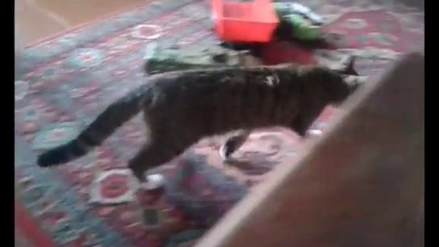 ПРИКОЛ С КОШКОЙ КОТОРЫЙ ЗАСТАВИТ ТЕБЯ ЗАРЖАТЬ. 100% ПОЗЕТИВ. смотреть онлайн