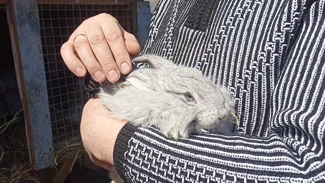 Маленькие крольчата! [результат после окролов]
