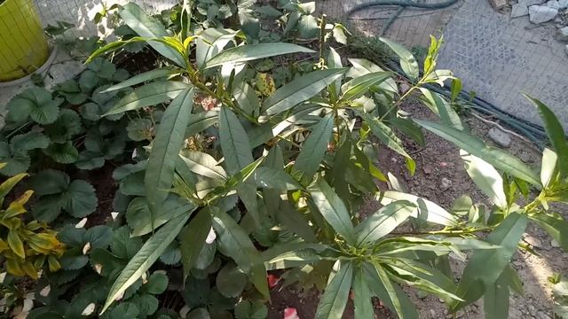 Персик или нектарин который вырос из косточки этой весной ( на сколько вырос за лето) смотреть онлайн