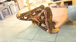 Потрясающие насекомые, о которых вы не знали. Красивые насекомые!