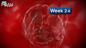 9 Месяцев в утробе матери   Беременность неделя за неделей