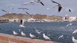 #8 ОМАН, МАСКАТ. Один из самых СТАРЫХ РЫНКОВ АРАБСКОГО МИРА MAТРАХ (SOUQ MUTRAH). НАШ КРУИЗ!