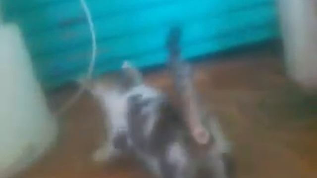 Лев против варана смотреть онлайн