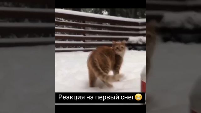 Кот и снег