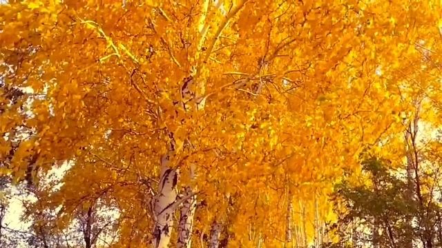 Осенняя мелодия степной Кулунды смотреть онлайн