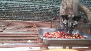 Кофе Лювак во Вьетнаме. Зверек ест зерно кофе в городе Далат.