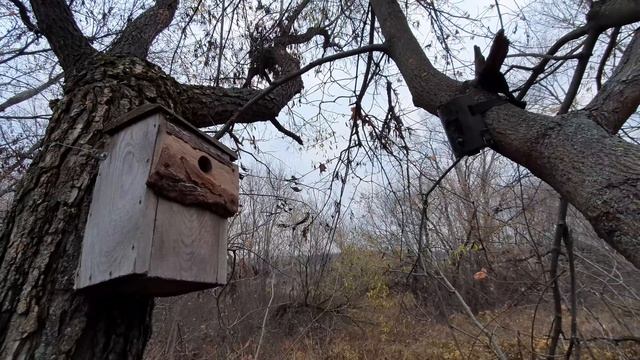 Кто делает запасы в синичнике? смотреть онлайн