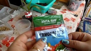 Реанимация и пересадка Зигопеталума .