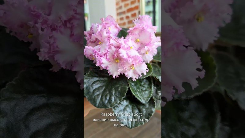 Raspberry Crisp sport. Влияние высоких температур на рюш