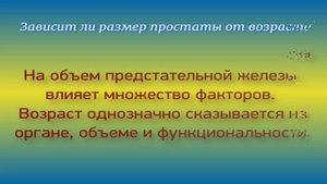 Предстательная железа размеры норма у взрослых