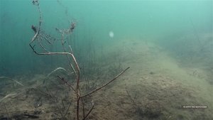 Подводные съёмки плотвы в чистой воде карьера