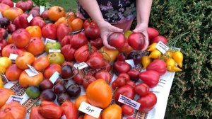 В гостях у Наталии, коллекционера томатов.