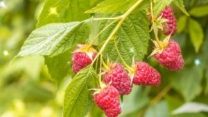 Жаропонижающие 100% —ные народные средства