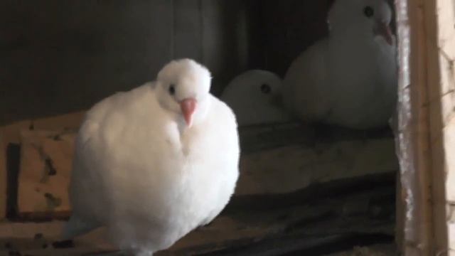 Голубёнок спит стоя на одной ноге. Даже православные так не могут в храме.