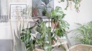 Комнатные растения в скандинавском интерьере