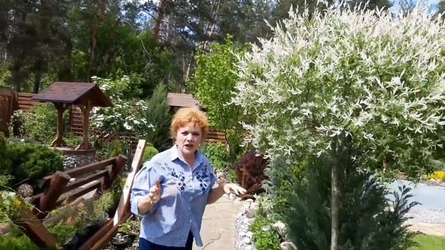 Три красивых белоснежных цветущих дерева(кустарника) в моем саду.Ива ХакуроНишики,Калина,Спирея.Дач смотреть онлайн