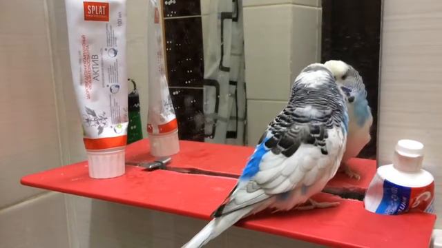 Попугай выпендривается перед зеркалом смотреть онлайн