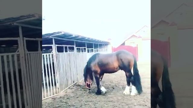 Орловский жеребец в загоне смотреть онлайн