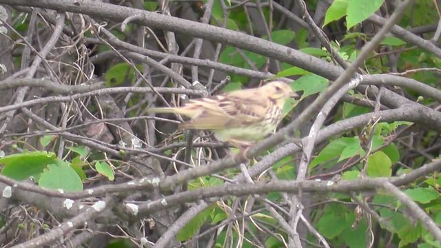 Лесной конёк. Пение лесного конька. Птицы Сибири. Пригород Новосибирска.(лат. Anthus trivialis) смотреть онлайн