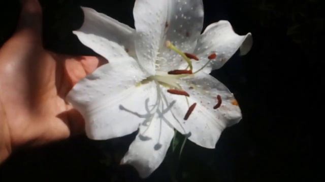 Лилии и лилейники завершают сезон. # лилии #лилейники #август2021 смотреть онлайн