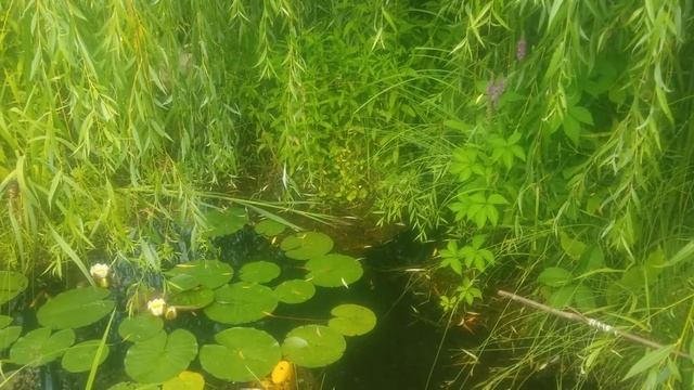 Пруд на даче. Июль 2021. смотреть онлайн