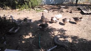 Содержание и Кормление Гусей